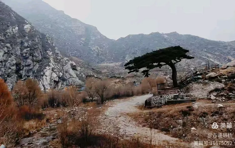 油松,呼和浩特市树